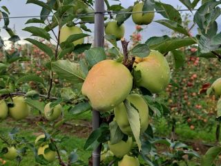 We offer apples Red Prince, Golden and other varietes.
