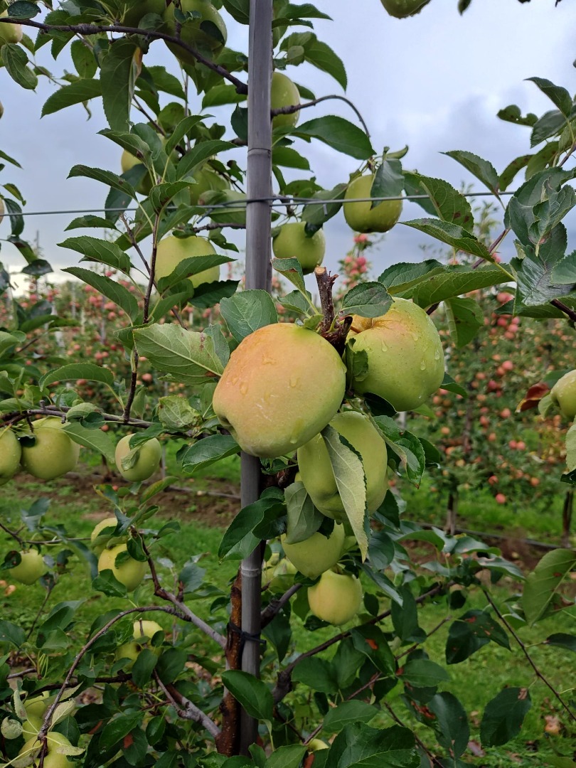 We offer apples Red Prince, Golden and other varietes
