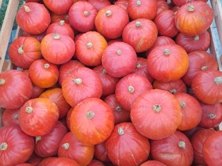 Hokkaido pumpkin, proven varieties, colored, more information by