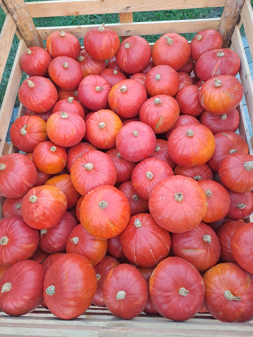 Hokkaido pumpkin, proven varieties, colored, more information by