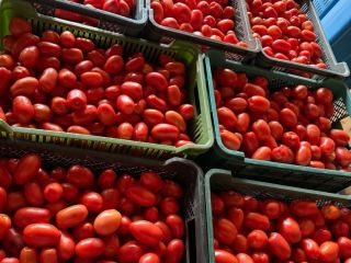 I'm selling Dyno tomatoes. About 4 tons. For juice/pure/purchase.