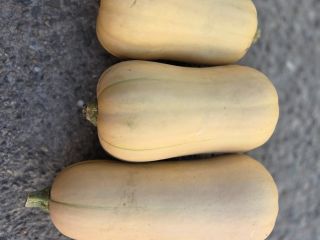 Halloween pumpkins for sale: Spitfire, Hokkaido, and Butternut. The