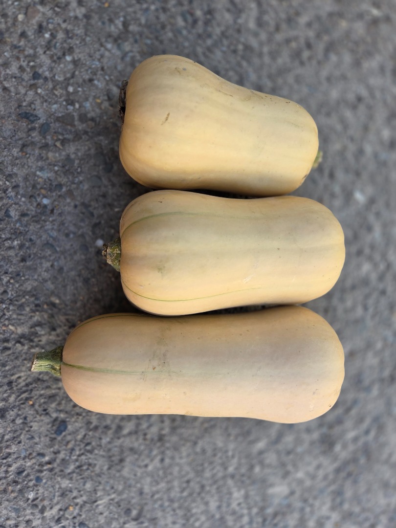 Halloween pumpkins for sale: Spitfire, Hokkaido, and Butternut