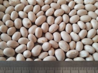 White beans Moisture: 13% Purity: 99% Packaging: Big bags