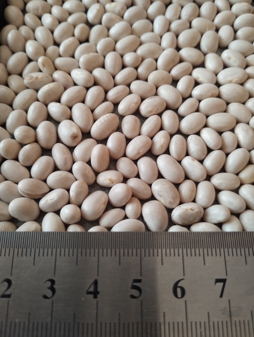 White beans Moisture: 13% Purity: 99% Packaging: Big bags Intended use: Canning, cooking FCA, DAP, CPT Viber: +[phone number]