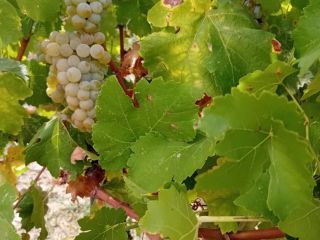 I sell fresh grapes, Muscat Ottonel variety at the