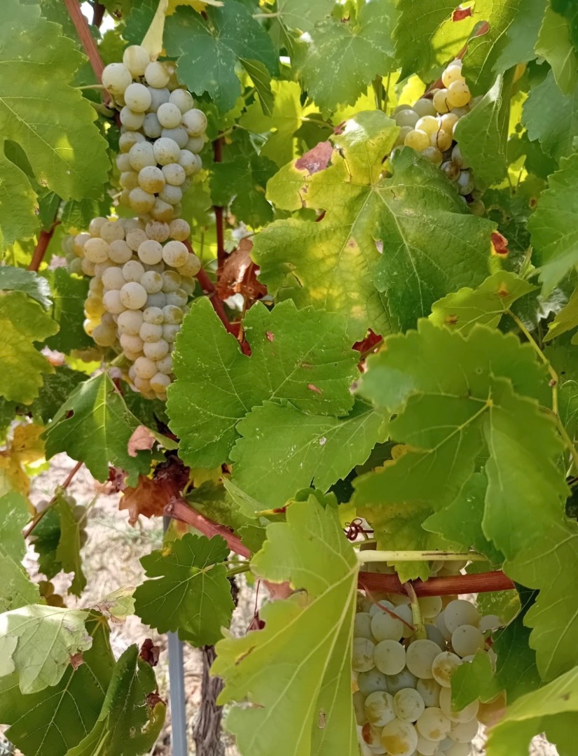 I sell fresh grapes, Muscat Ottonel variety at the price of 3 ron/kg and Merlot at 2.5 ron/kg