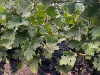 I am selling Merlot grapes. Beautiful, sweet and well-ripened,