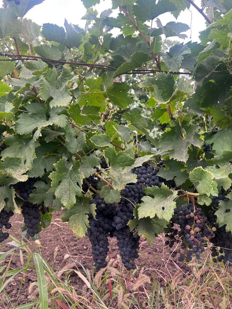 I am selling Merlot grapes