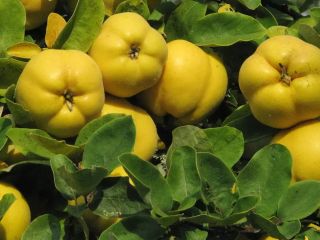 Organic quinces for sale, premium quality. Grown using certified