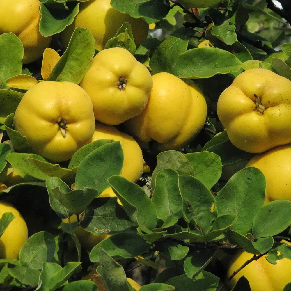 Organic quinces for sale, premium quality