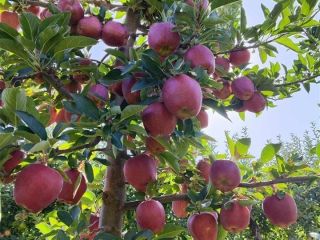 I am selling APPLES - first class varieties muco,