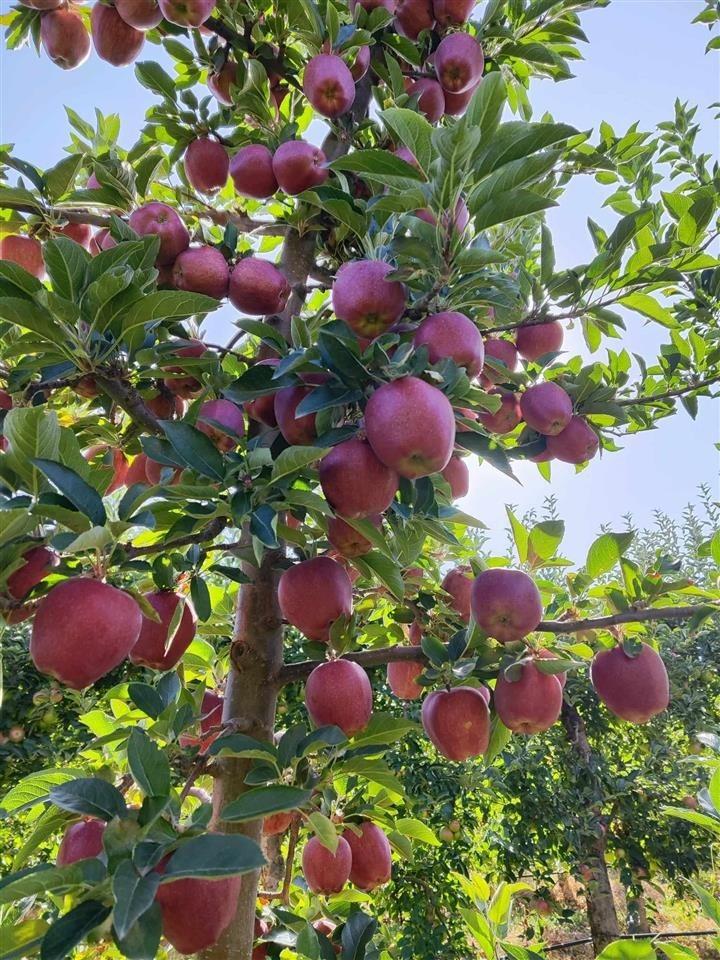 I am selling APPLES - first class varieties muco, ajdare and red delishes