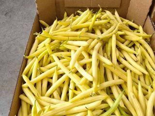I'm selling wholesale quantities of yellow string beans –
