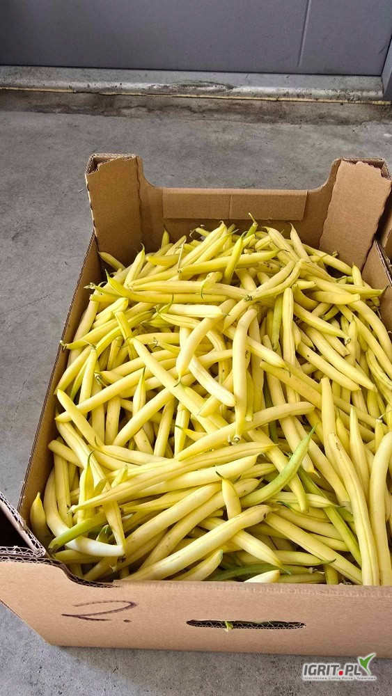 I'm selling wholesale quantities of yellow string beans – Unidor and Golden Goal varieties