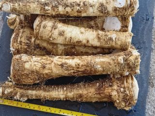 Fresh horseradish root. Balogh Imre Individual price for large