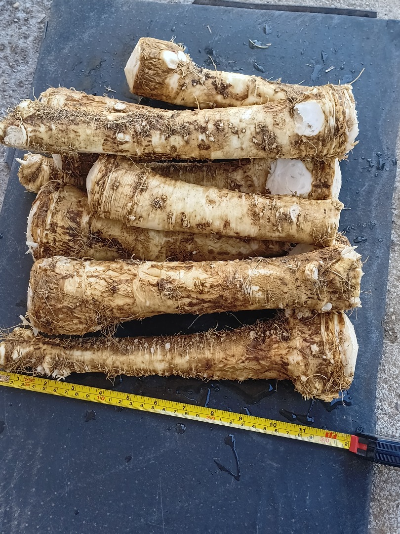 Fresh horseradish root