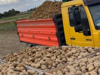 Hello, I offer a large quantity of potatoes for