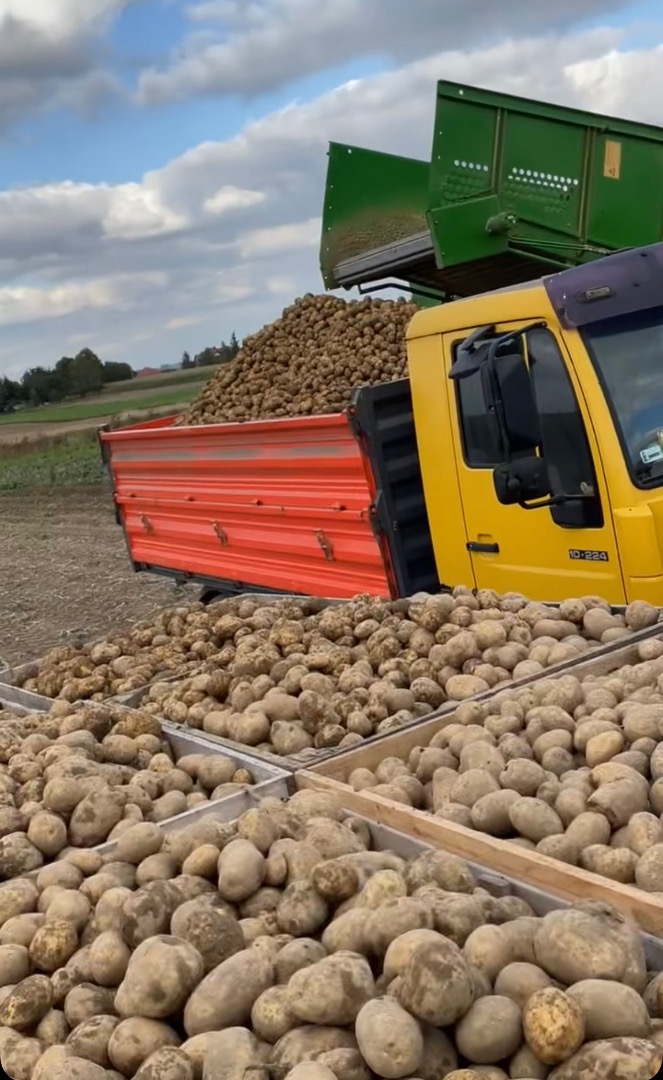 Hello, I offer a large quantity of potatoes for sale from this year's harvest