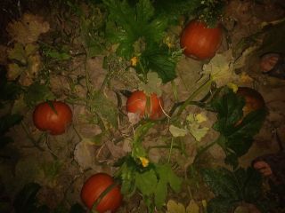 I will sell about 5 tons of Gomez pumpkin