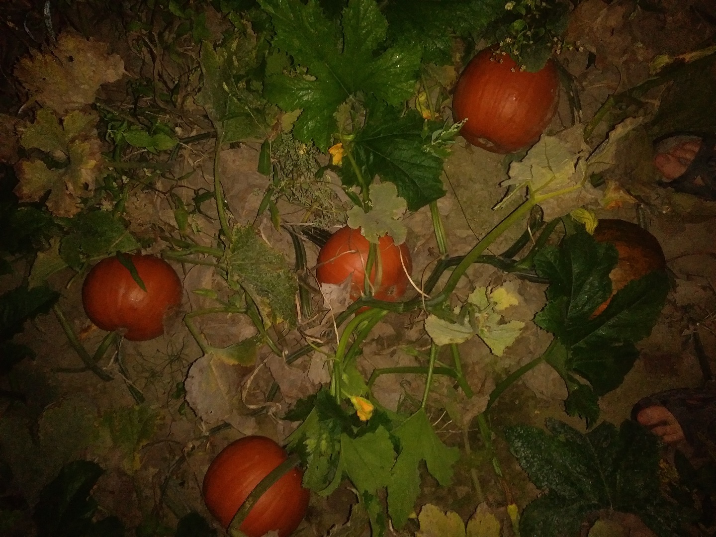 I will sell about 5 tons of Gomez pumpkin price to be agreed and about 3 tons of hokaido pumpkin also the price to be agreed