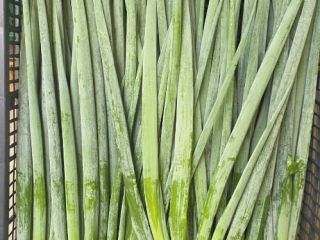 I'm selling loose chives, packed in 4 kg crates.