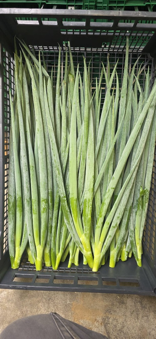 I'm selling loose chives, packed in 4 kg crates