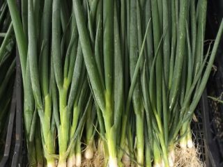 I'm selling loose spring onions, packed in 5 kg