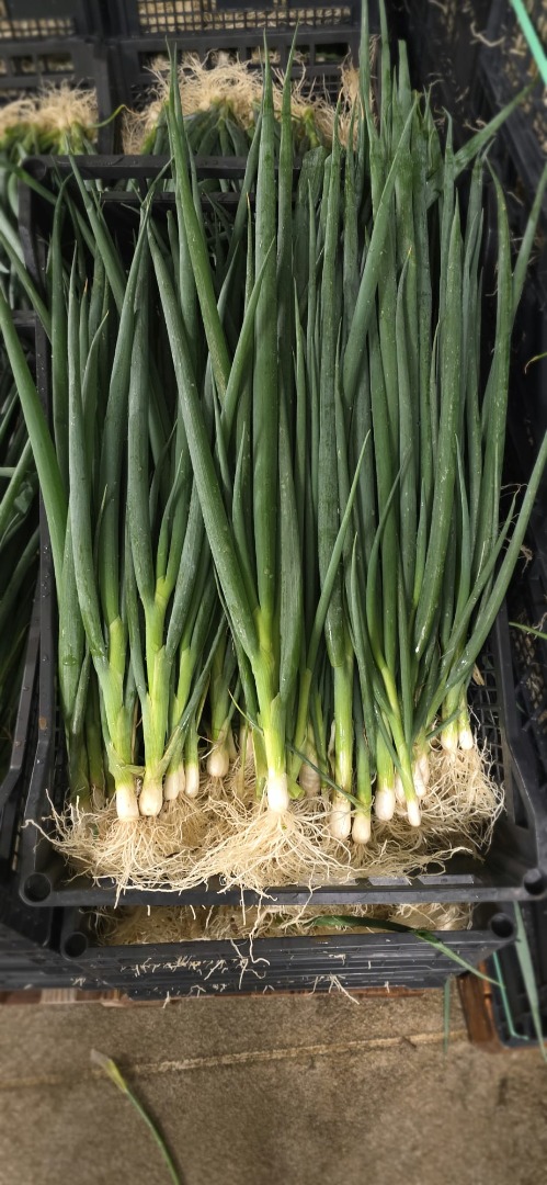 I'm selling loose spring onions, packed in 5 kg crates
