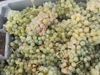 Native White Variety "Plavaie" - Available 100'000 kg, sugar