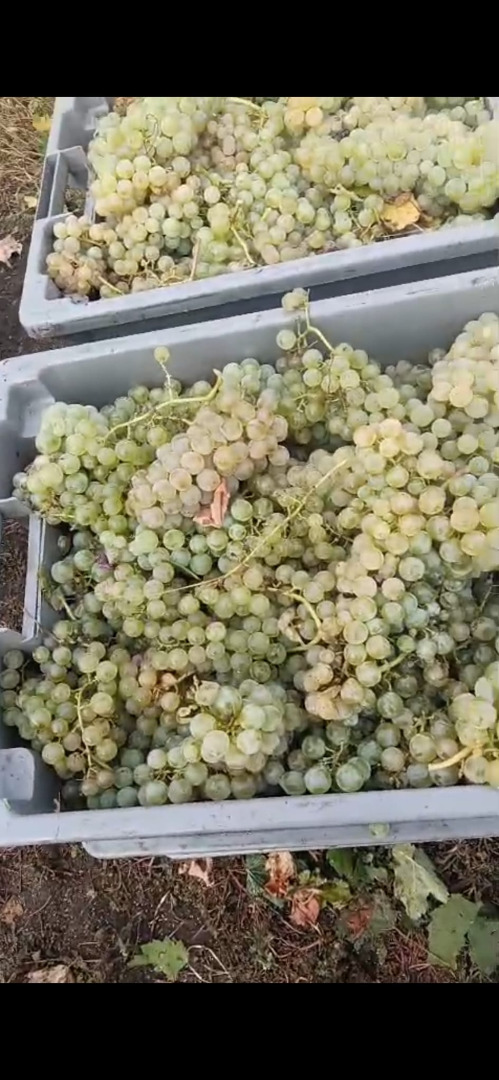 Native White Variety "Plavaie" - Available 100'000 kg, sugar 220