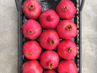 Single-origin fruit, from orchard to your market JR International