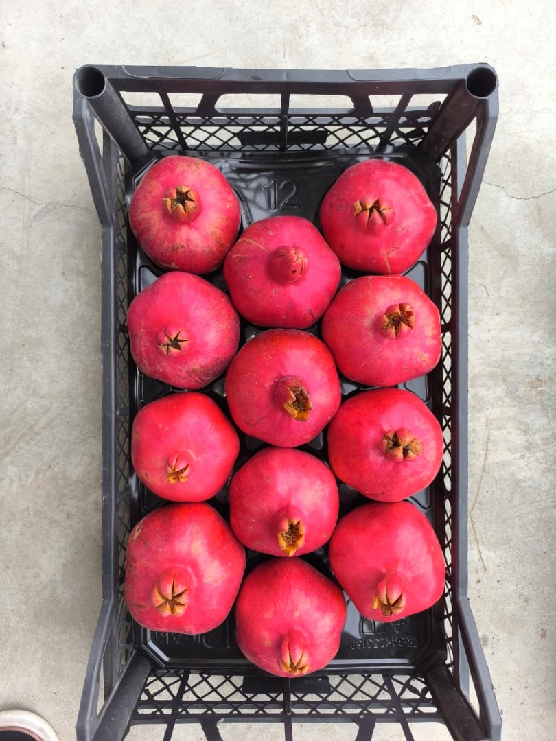 Single-origin fruit, from orchard to your market JR International Group works directly with[phone number] partner orchards in Azerbaijan — the historic home of