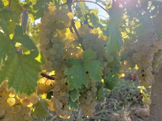 Grapes for wine for sale in the Dragasani vineyard