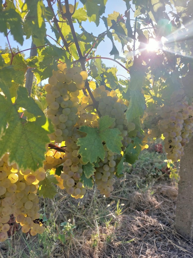 Grapes for wine for sale in the Dragasani vineyard For sale a blend of grapes from the noble varieties Muscat-Ottonel, Tamioasa Romaniana and Sauvignon
