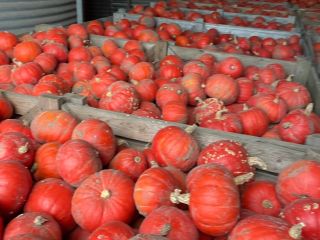I will sell Hokkaido pumpkin of the FlexiKuri variety.