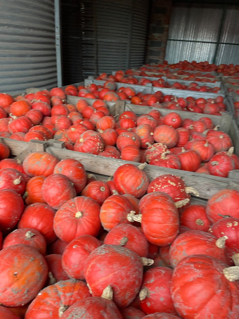 I will sell Hokkaido pumpkin of the FlexiKuri variety