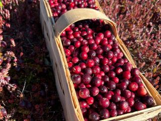 I will sell large-fruited cranberries, from the plantation, wholesale