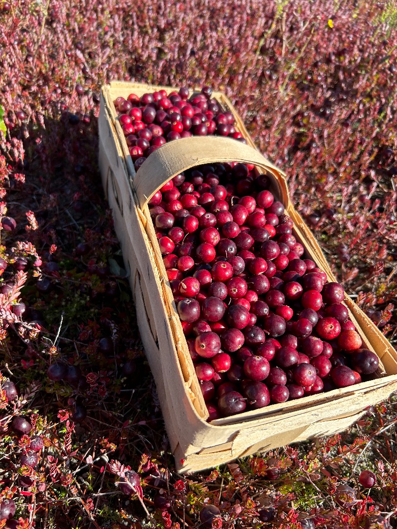 I will sell large-fruited cranberries, from the plantation, wholesale 20 PLN/kg, retail 30 PLN/kg