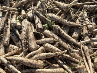 Hello, I am selling parsley, arat and arctica, commercial