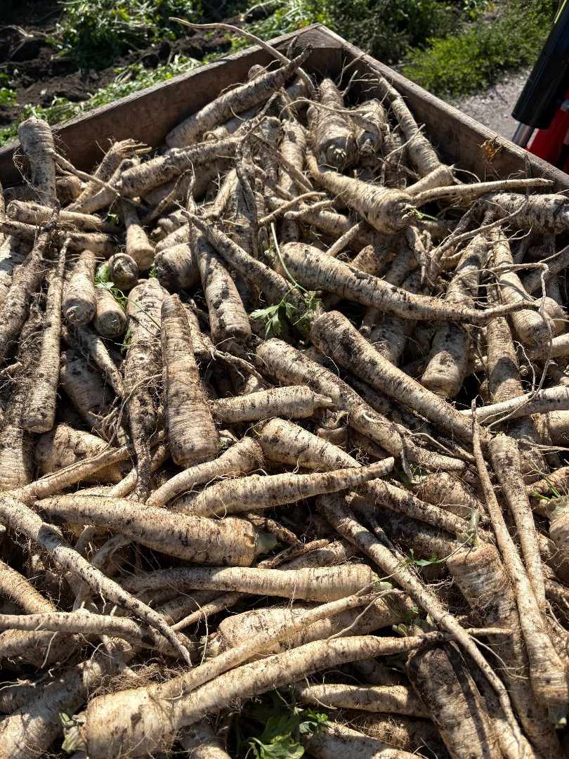 Hello, I am selling parsley, arat and arctica, commercial goods like 30-60 mm, dug for tops