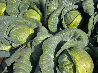I'm selling large quantities of white cabbage, weighing over