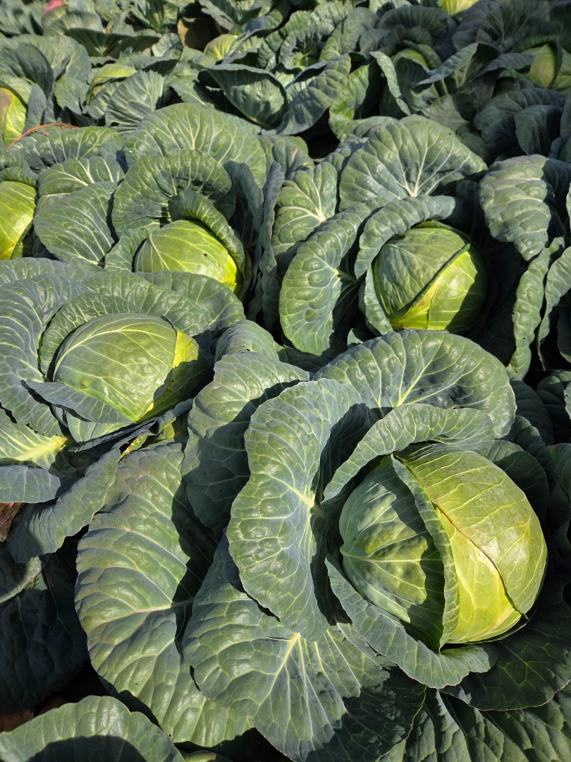 I'm selling large quantities of white cabbage, weighing over 7kg, and sauerkraut, starting in early September