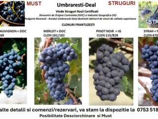 Grapes from French clones, ideal for obtaining high-quality wines,