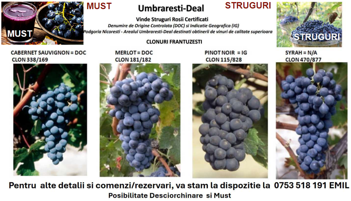 Grapes from French clones, ideal for obtaining high-quality wines, from the Nicorești Vineyard, Umbrarești-Deal area, Galati County