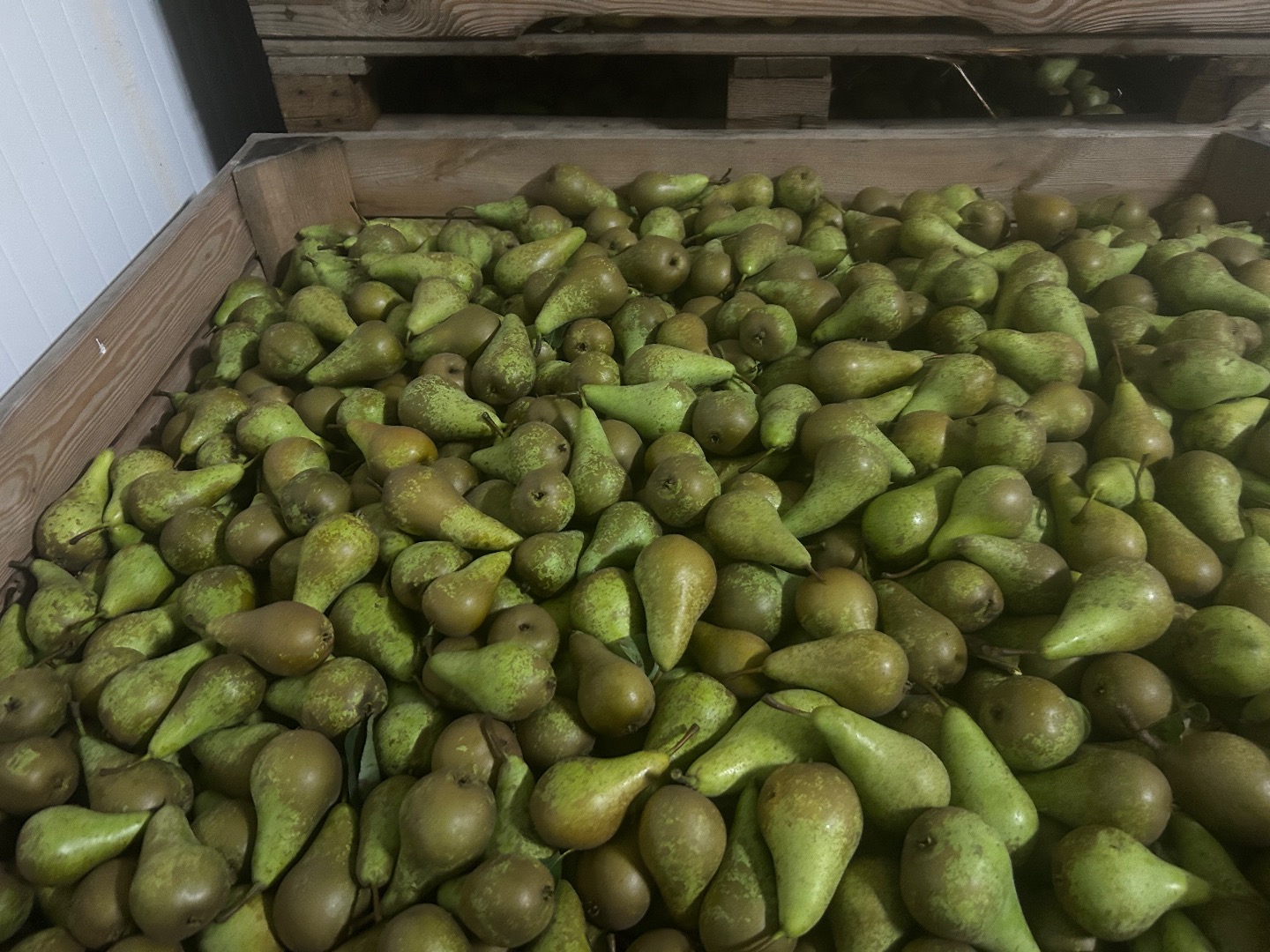 I will sell about 25 tons of Conference pears, caliber 50+, clean, without hail and honey, for the weight in the box, chilled goods