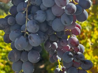 I sell Hamburg grapes for wine! Details and price