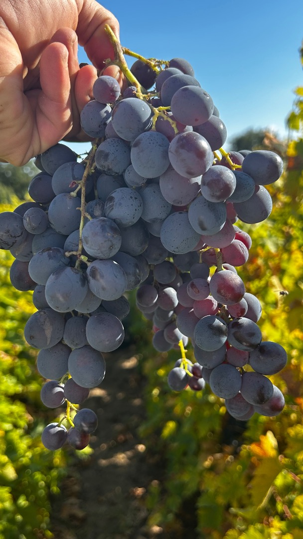 I sell Hamburg grapes for wine! Details and price by Greek Giurgiu