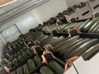 Zucchini for sale Pallet quantities Possibility of long-term cooperation
