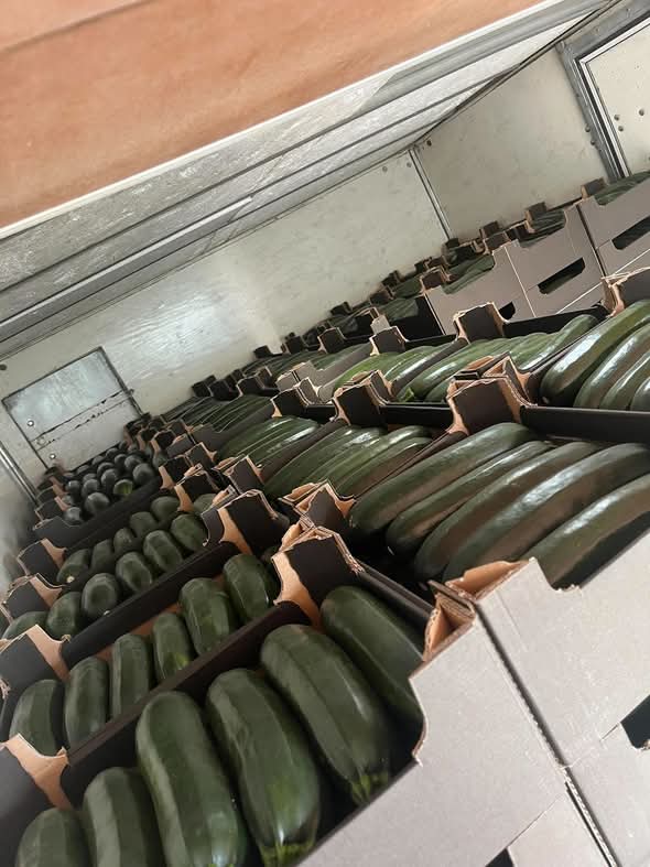 Zucchini for sale Pallet quantities Possibility of long-term cooperation Telephone number